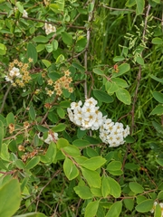 Spiraea × vanhouttei