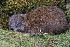 Southern Tree Hyrax photo 3