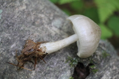 Pluteus salicinus