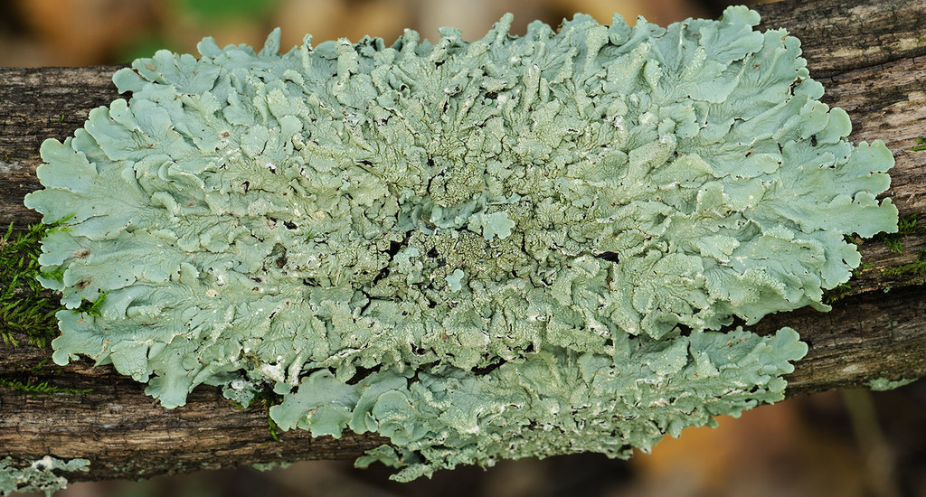typical shield lichens