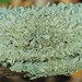 Typical Shield Lichens - Photo (c) Richard Droker, some rights reserved (CC BY-NC-ND)