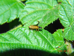 Rhagonycha lignosa