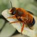 Megachile sicula - Photo (c) Hans Böckler, algunos derechos reservados (CC BY-NC), uploaded by Hans Böckler
