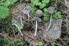 Mycena niveipes