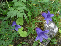 Campanula dasyantha