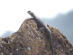 Sceloporus aureolus