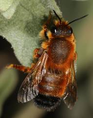 Megachile sicula