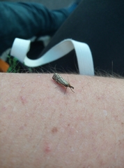 Chrysocramboides craterella