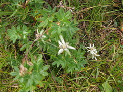 Leontopodium campestre