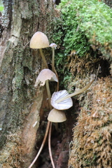Mycena viridimarginata