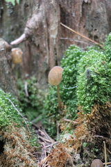 Mycena viridimarginata