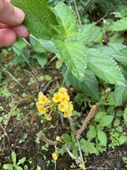 Lantana × hybrida