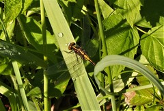 Leucorrhinia intacta