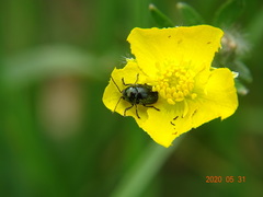 Cryptocephalus violaceus