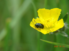 Cryptocephalus violaceus