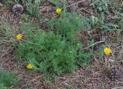 Anacyclus radiatus