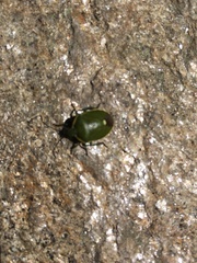 Chlorochroa juniperina