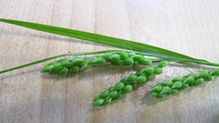 Carex davisii