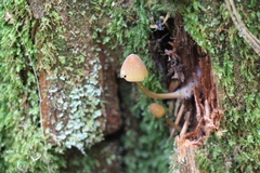 Mycena viridimarginata