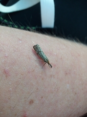 Chrysocramboides craterella