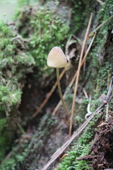 Mycena viridimarginata