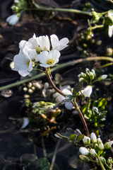 Cardamine prorepens