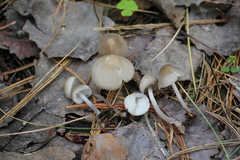 Mycena niveipes