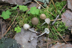 Mycena niveipes