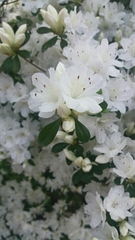 Rhododendron mucronatum