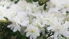 Rhododendron mucronatum
