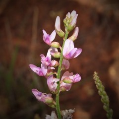 Astragalus gracilis