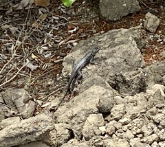 Sceloporus occidentalis