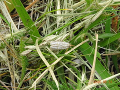 Thisanotia chrysonuchella