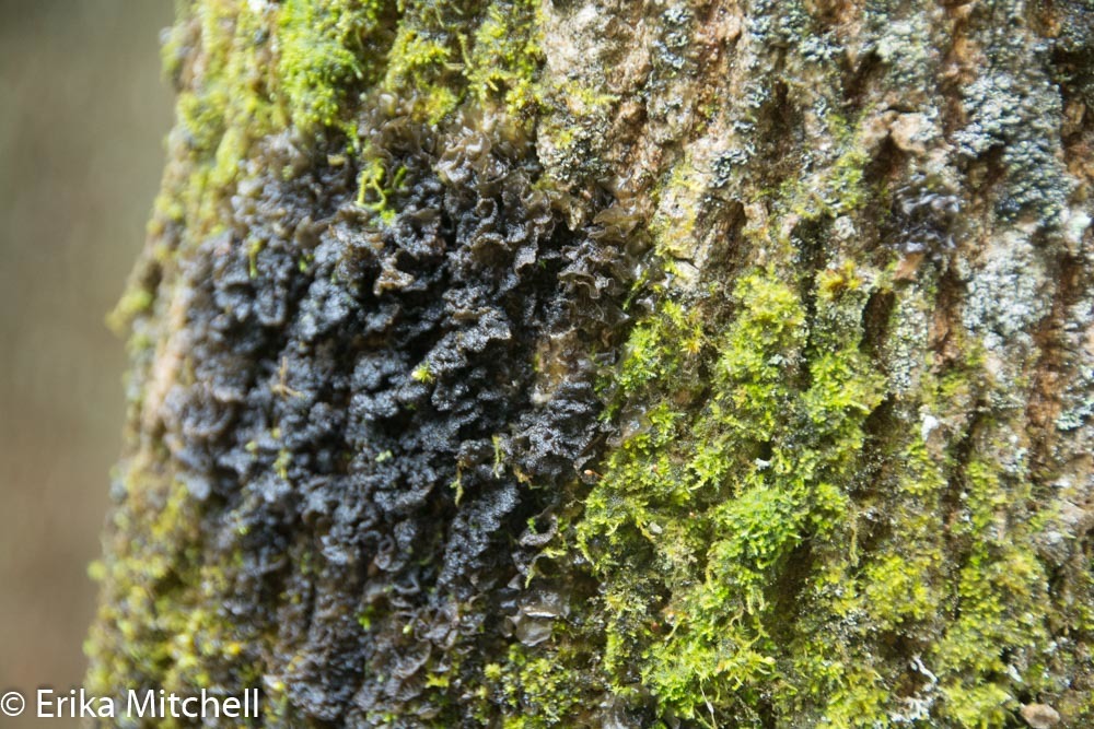Collema image