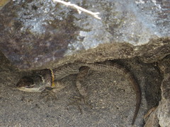 Sceloporus aureolus