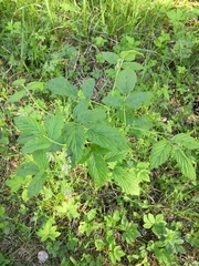 Rubus idaeus
