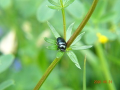 Cryptocephalus violaceus