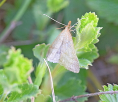 Psammotis pulveralis