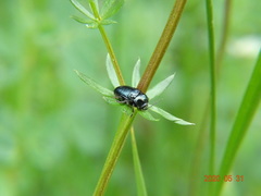 Cryptocephalus violaceus