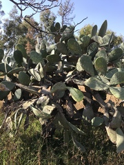 Opuntia ficus-indica