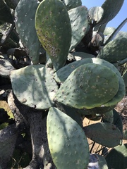 Opuntia ficus-indica