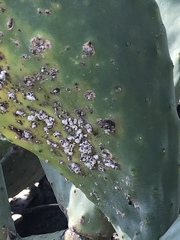 Opuntia ficus-indica