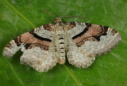 Flame Carpet