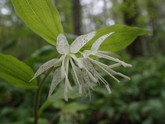 Prosartes maculata