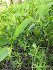 Convallaria majalis
