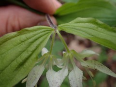 Prosartes maculata