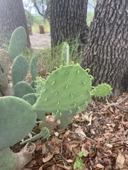Opuntia cacanapa