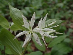 Prosartes maculata