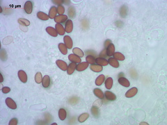 Psathyrella noli-tangere