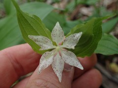 Prosartes maculata